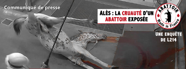 Communiqu&eacute; de presse L214&nbsp;- &Eacute;thique & Animaux