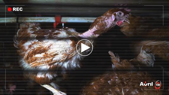 Élevage de poules du groupe Avril