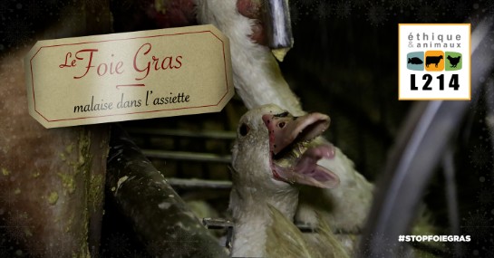 Les enqu&ecirc;tes L214 sur la production de foie gras