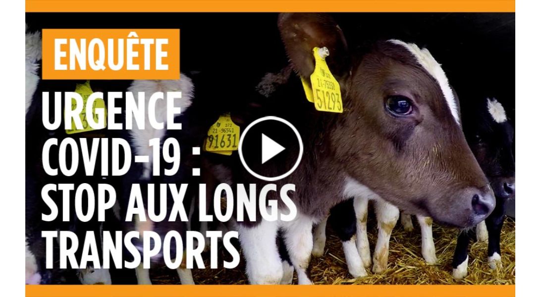 enqu&ecirc;te transport veaux coronavirus