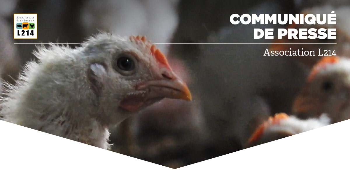 Communiqu&eacute; de presse L214&nbsp;- &Eacute;thique & Animaux