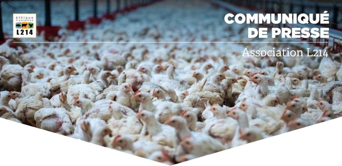 &Eacute;levage intensif de poulets Le Gaulois