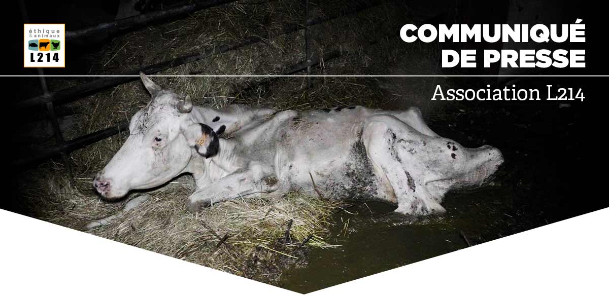 Communiqué de presse L214 - Éthique & Animaux