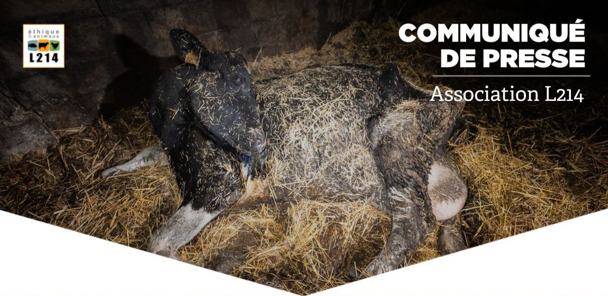 Communiqué de presse L214 - Éthique & Animaux