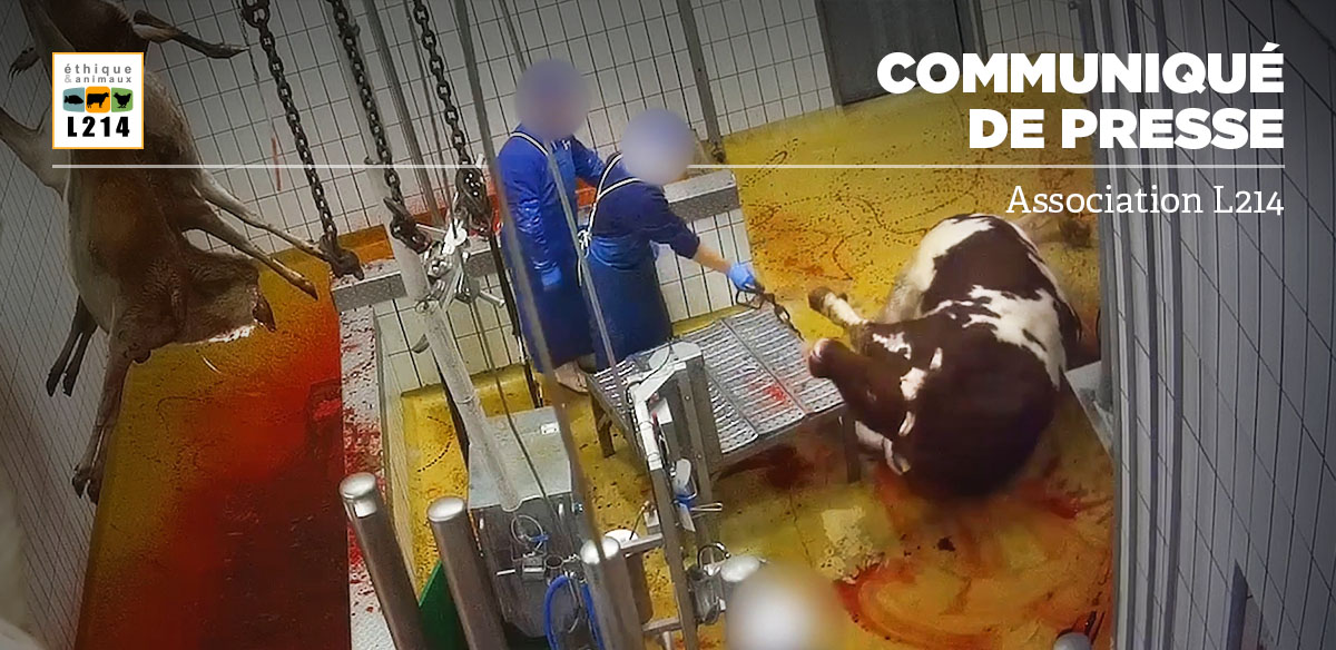 Communiqu&eacute; de presse L214&nbsp;&ndash; &Eacute;thique & Animaux