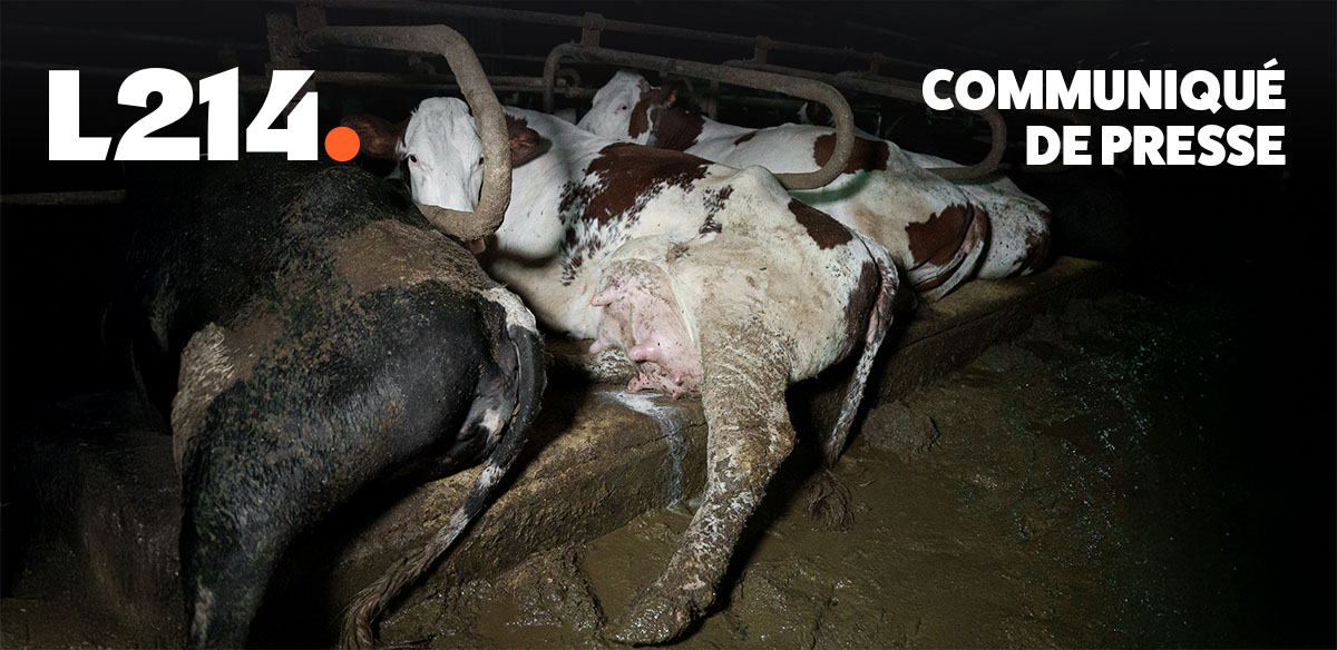 Communiqu&eacute; de presse L214&nbsp;&ndash; &Eacute;thique & Animaux