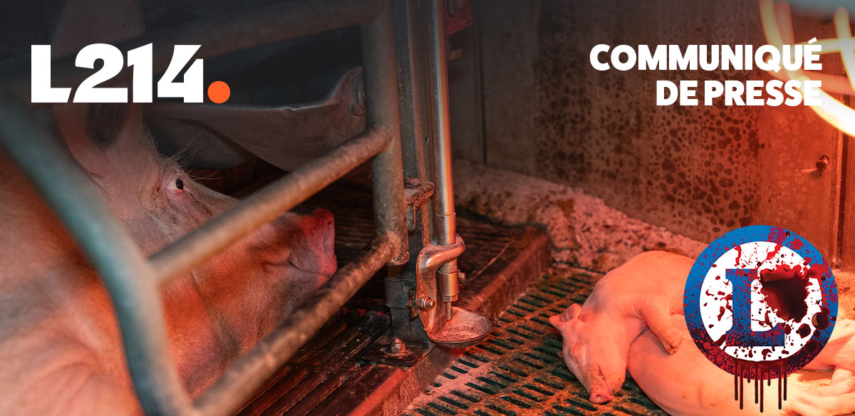 Communiqu&eacute; de presse L214&nbsp;&ndash; &Eacute;thique & Animaux