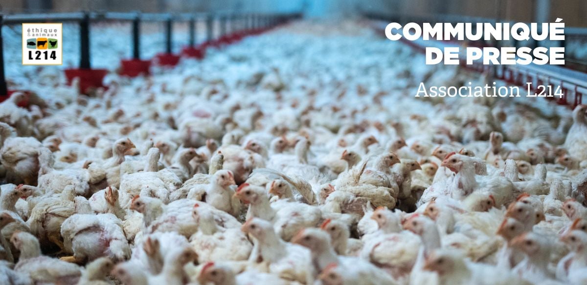 Communiqué de presse L214 – Éthique & Animaux