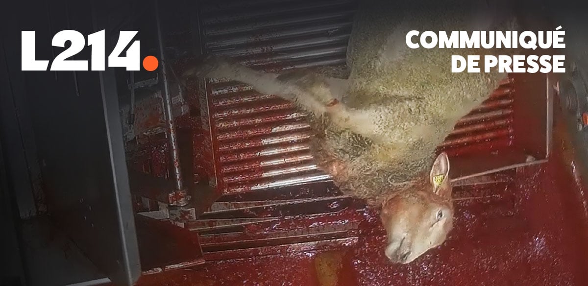 Communiqué de presse L214 – Éthique & Animaux