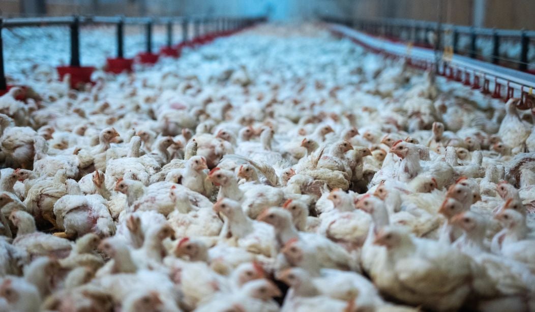 elevage-poulets-densite-extreme