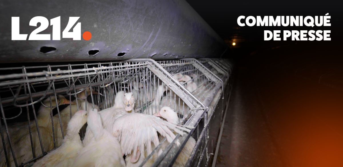 Communiqu&eacute; de presse L214