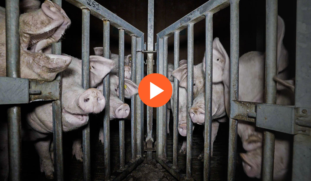 Couverture vidéo enquête élevage élevages de cochon Cooperl Filière Qualité Carrefour