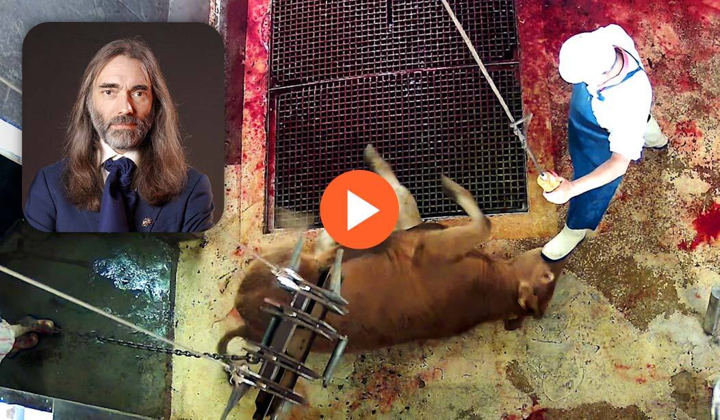 Couverture vidéo enquête abattoir de Cosne dans la Nièvre