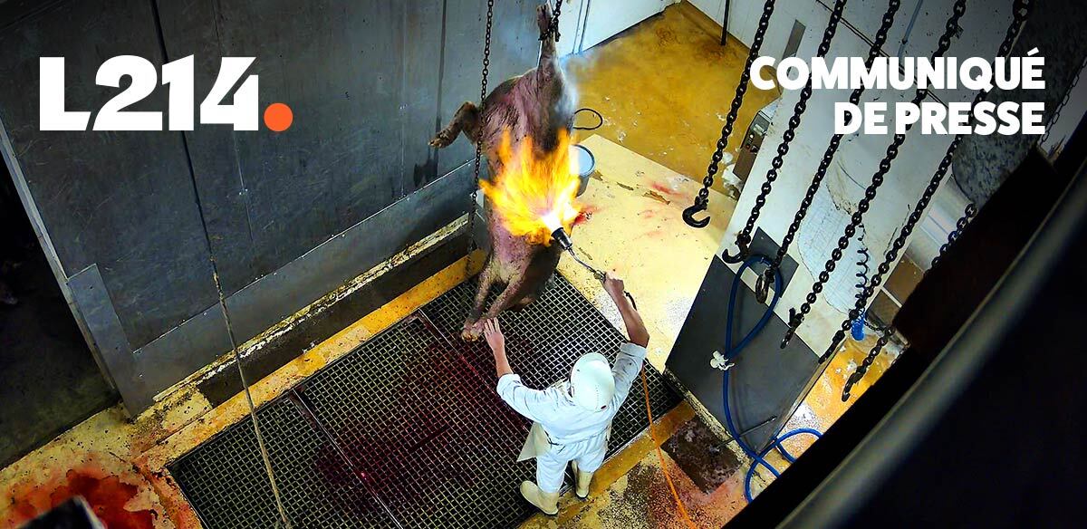 Communiqué de presse L214