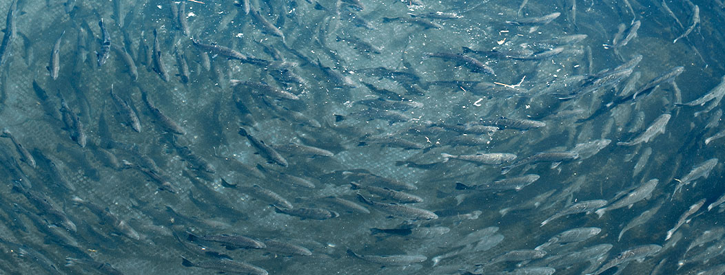 Elevage intensif de saumons