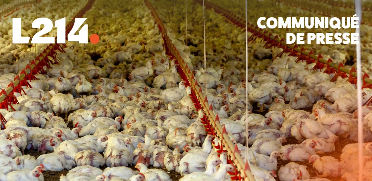 Communiqu&eacute; de presse L214&nbsp;&ndash; &Eacute;thique&&nbsp;Animaux