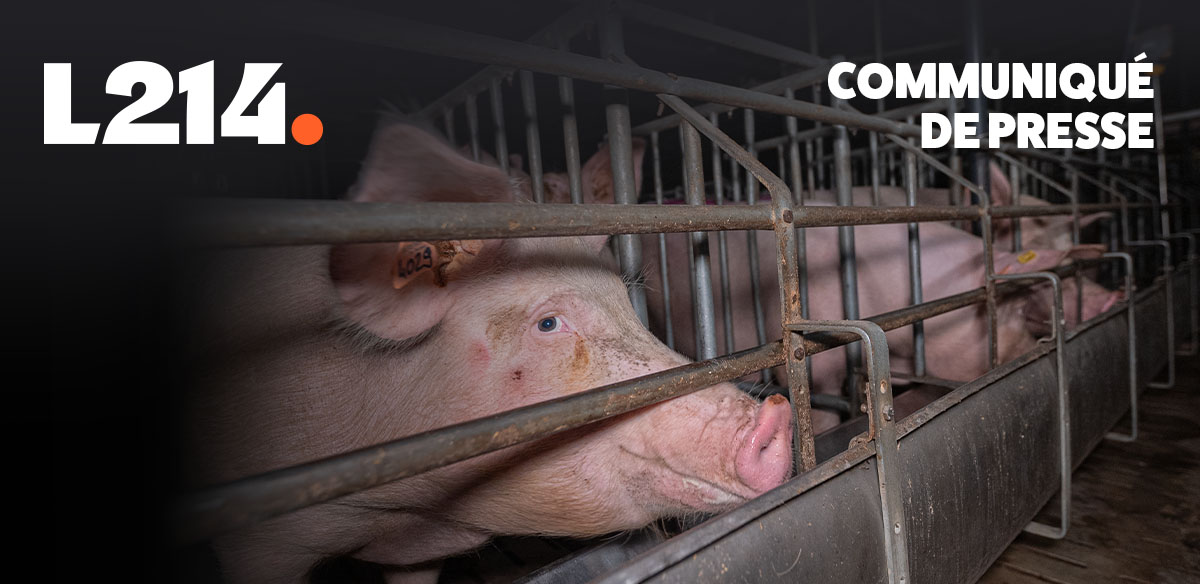 Communiqu&eacute; de presse L214