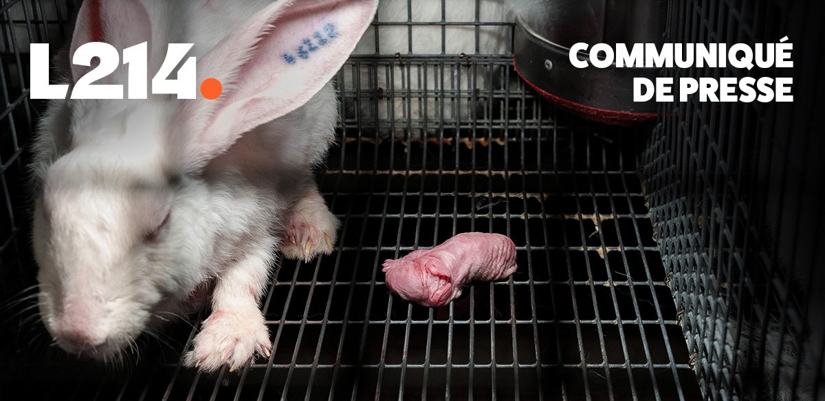Communiqu&eacute; de presse L214&nbsp;&ndash; &Eacute;thique&Animaux