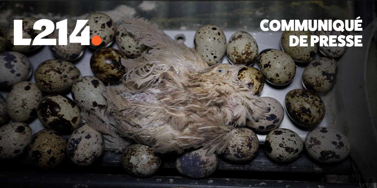 Communiqu&eacute; de presse L214&nbsp;&ndash; &Eacute;thique&Animaux